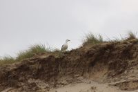 M&ouml;we in den D&uuml;nen