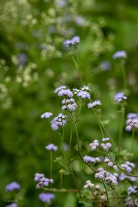 blue flower