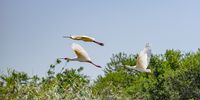 african spoonbill